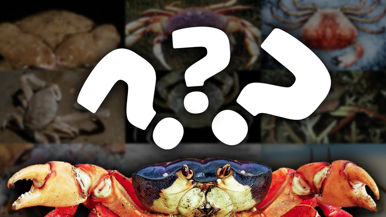 O que é CARCINIZAÇÃO? Tudo vai virar Caranguejo???