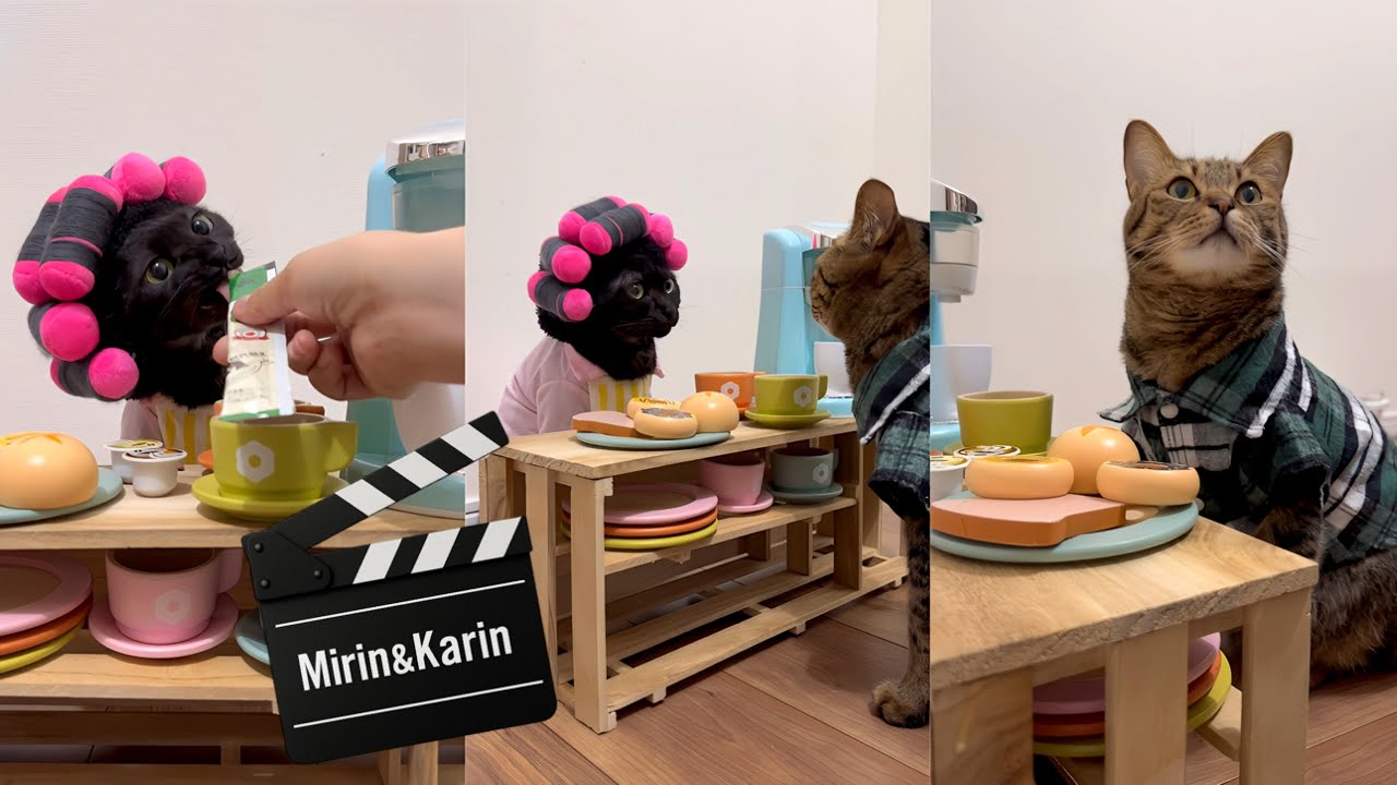 Комедийные Кошки😸 За кулисами: Mind your language (CC: Субтитры)
