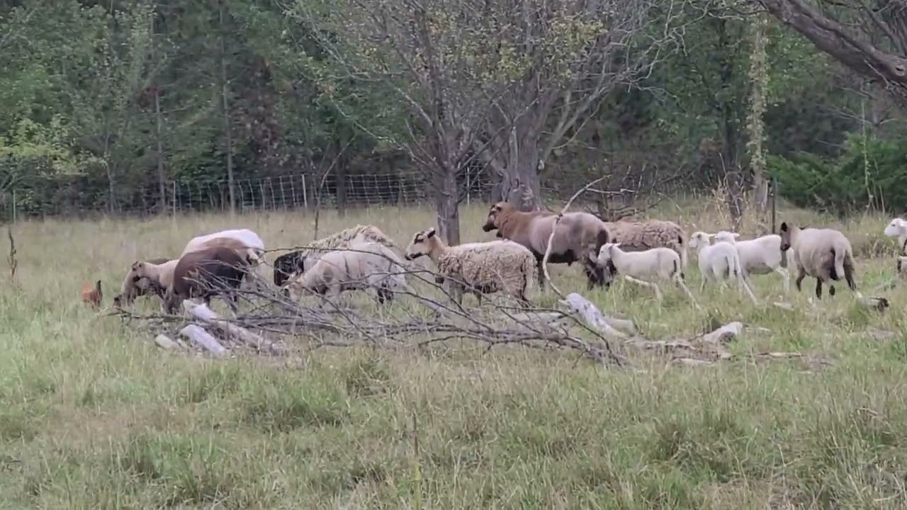Sheep don't mind the dog