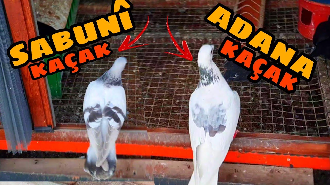 ŞAŞIRDIM KALDIM 😱 İLK &Ouml;NCE HANGİSİNİ YAKALASAM 🤩 AYNI ANDA İKİ KA&Ccedil;AK G&Uuml;VERCİN GELDİ.
