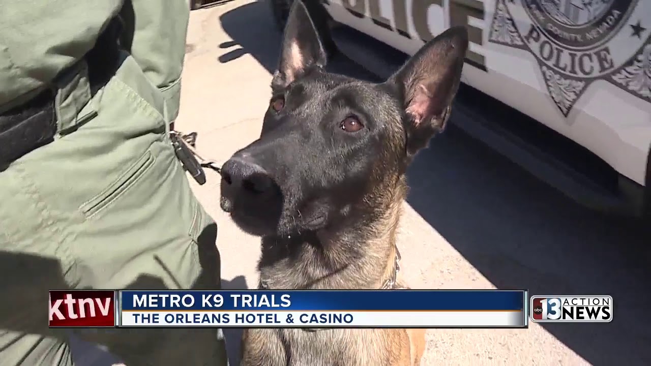 LVMPD's K9 Unit fundraises for its four-legged officers