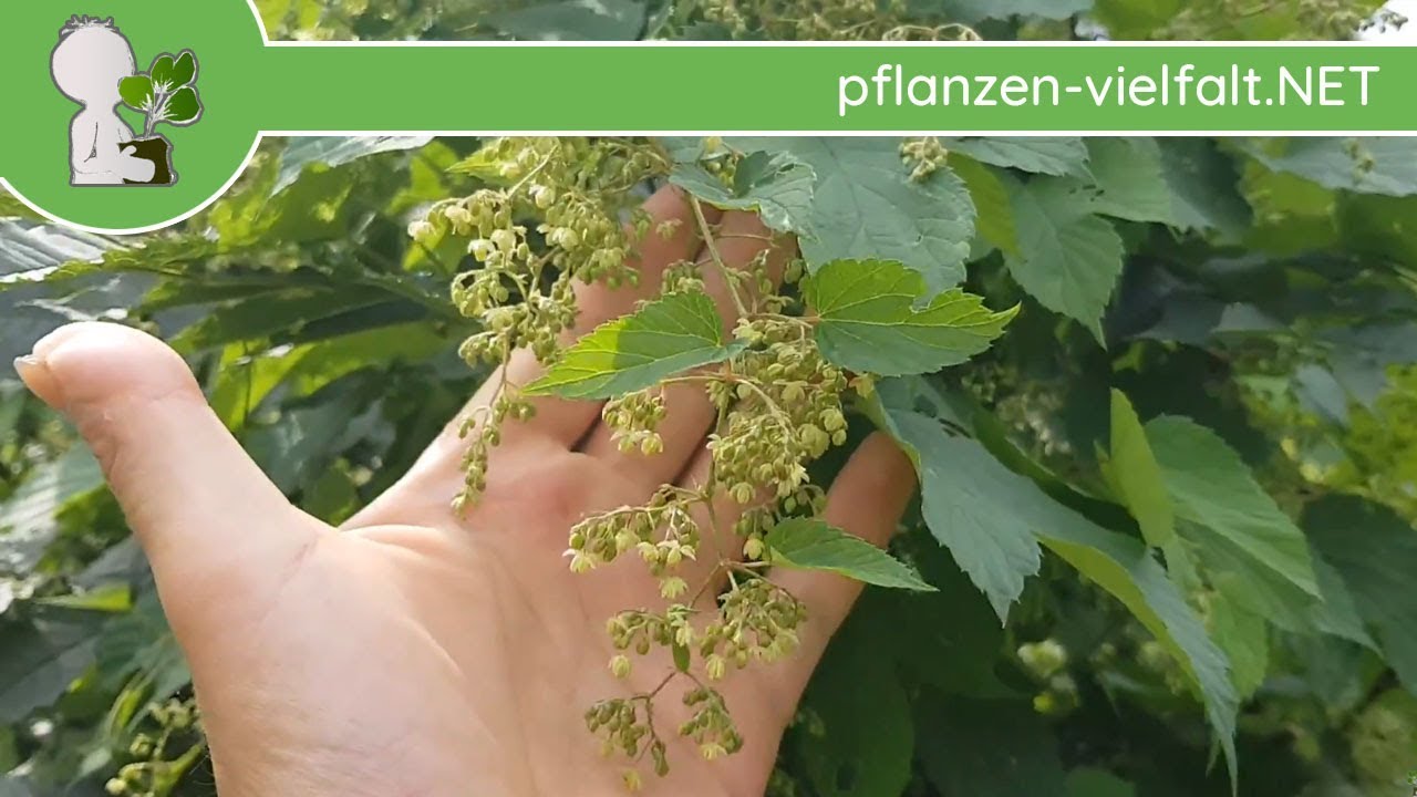 Echter/Wilder Hopfen - Männliche Blüte/Blüten (Humulus lupulus) - Wildpflanzen Bestimmung