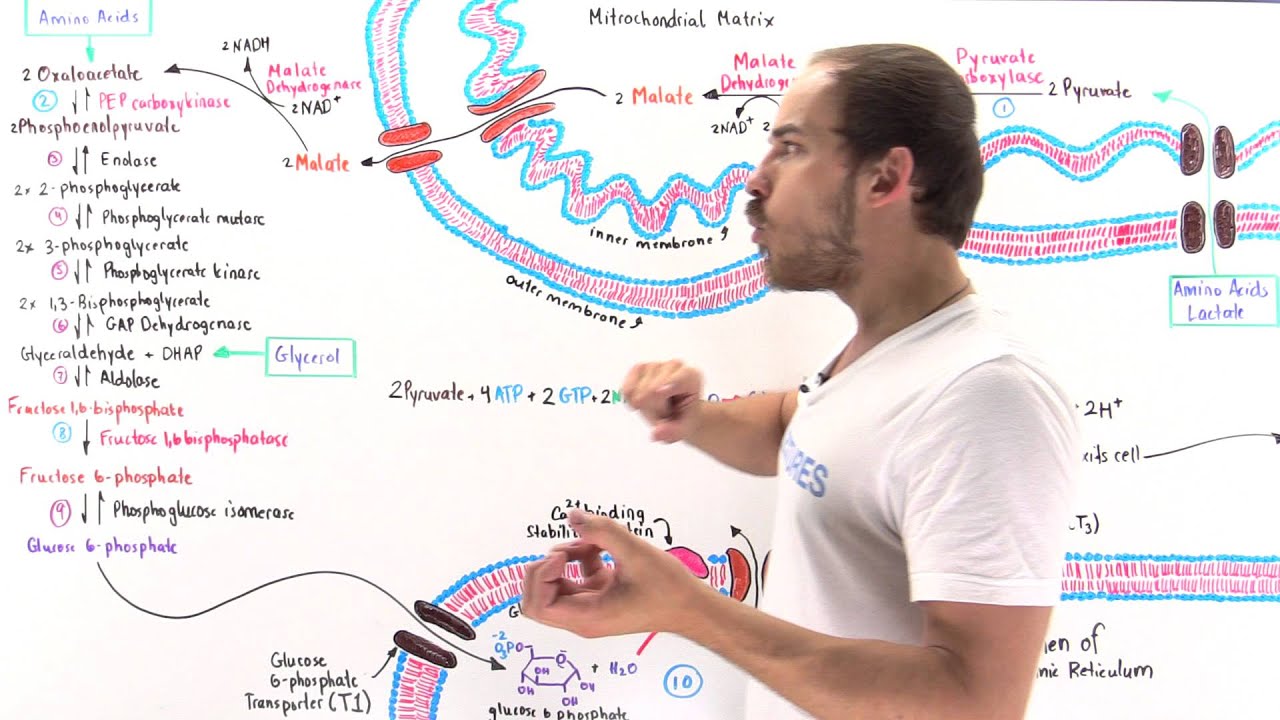 Overview of Gluconeogenesis