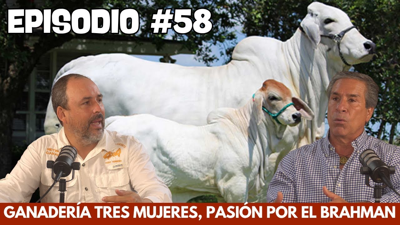 GANADERÍA TRES MUJERES, PASIÓN POR EL BRAHMAN