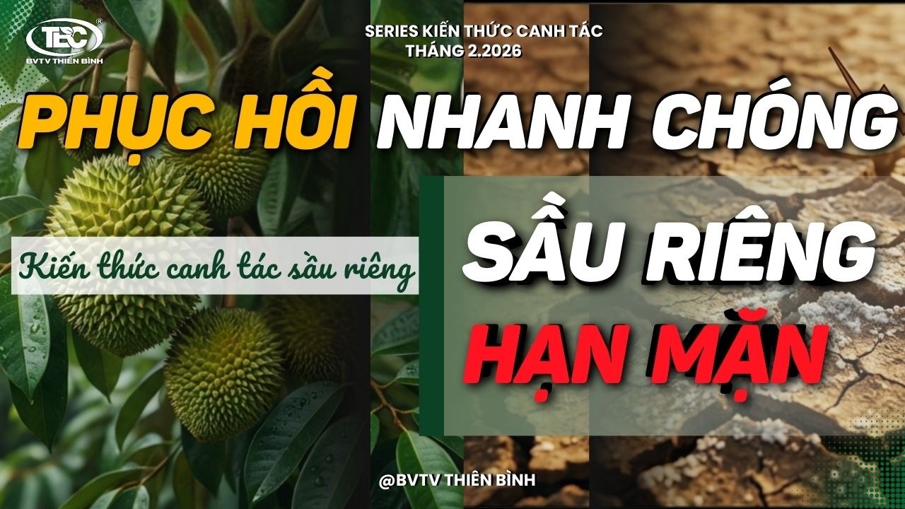 Kỹ thuật Chăm sóc Sầu riêng mùa Hạn Mặn 2026 | Bí kíp giữ vườn cây sống khỏe | BVTV Thiên Bình