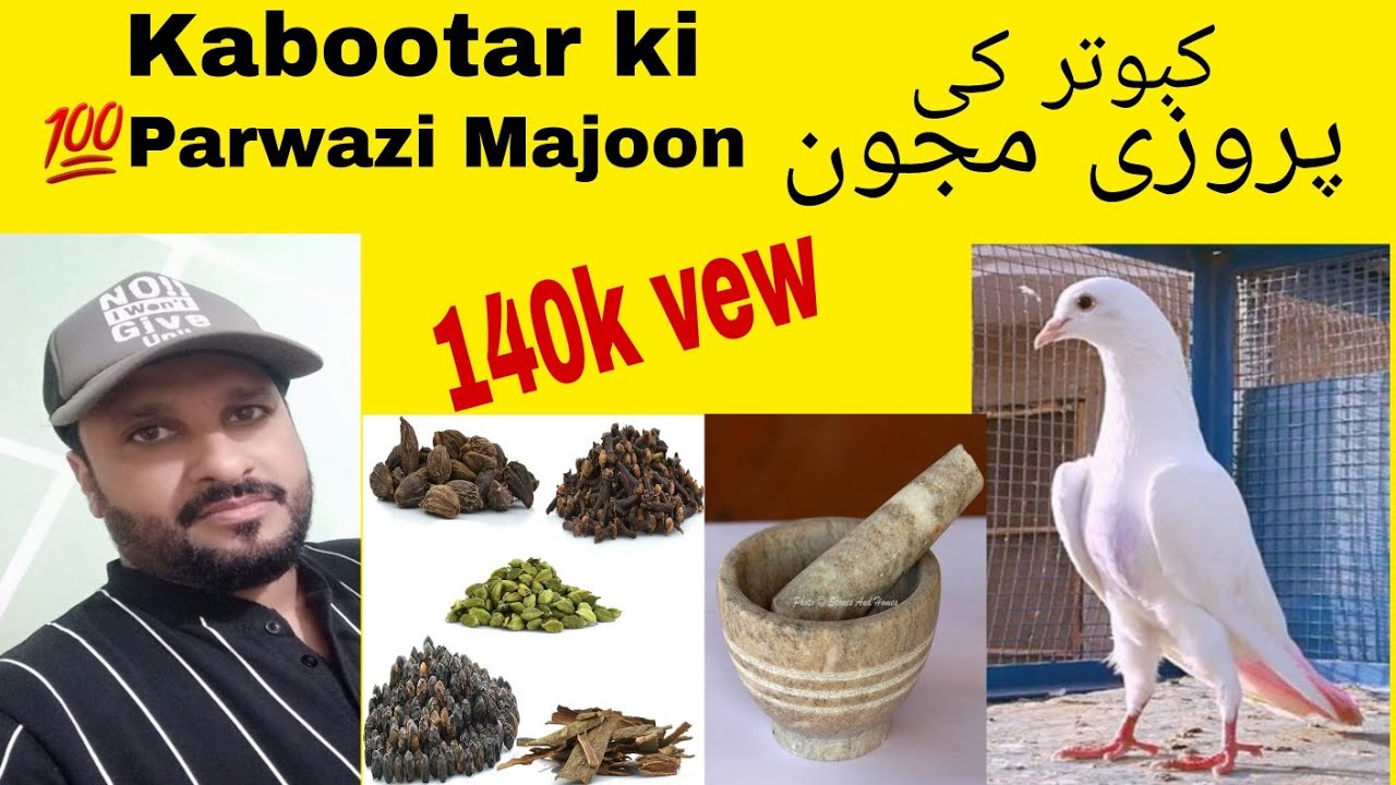 💯kabootar ki parwaz barhanay ka nuska کبوتر کی پرواز بھڑہنے کی ماجوج ||nuska||tips