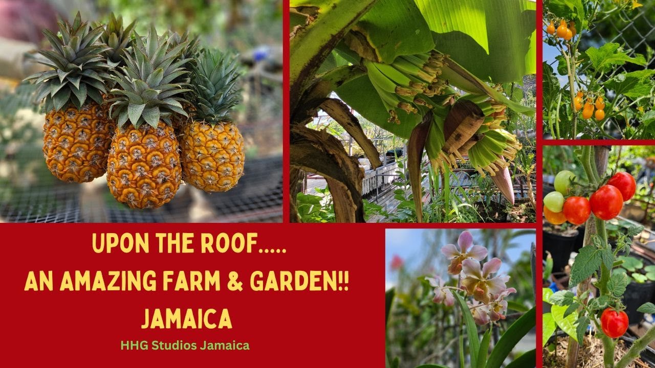 UPON THE ROOF......An Amazing Farm & Garden!! JAMAICA