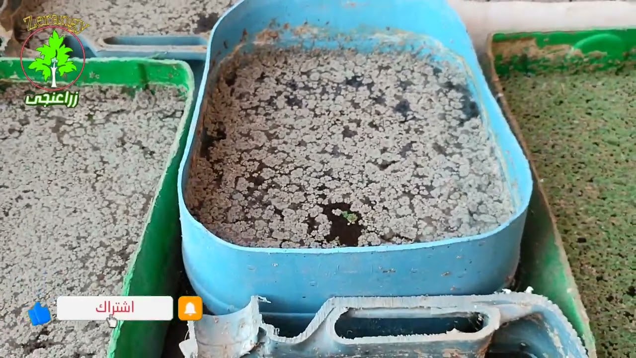 الأزولا نشفت  تعرف على اسباب الجفاف الأزولا والعلاج
