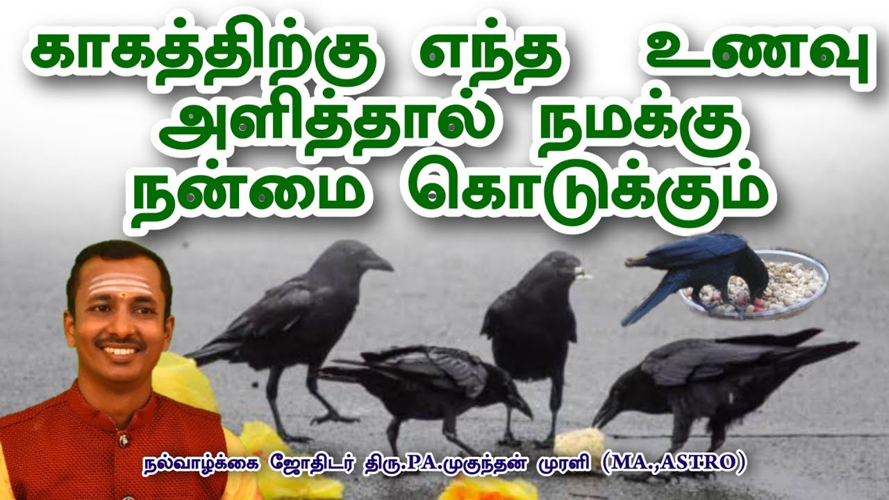 #crow# காகத்திற்கு எந்த உணவு கொடுத்தால் நமக்கு நன்மை கொடுக்கும்#tipes##MM ஆன்மீக கலசம்#