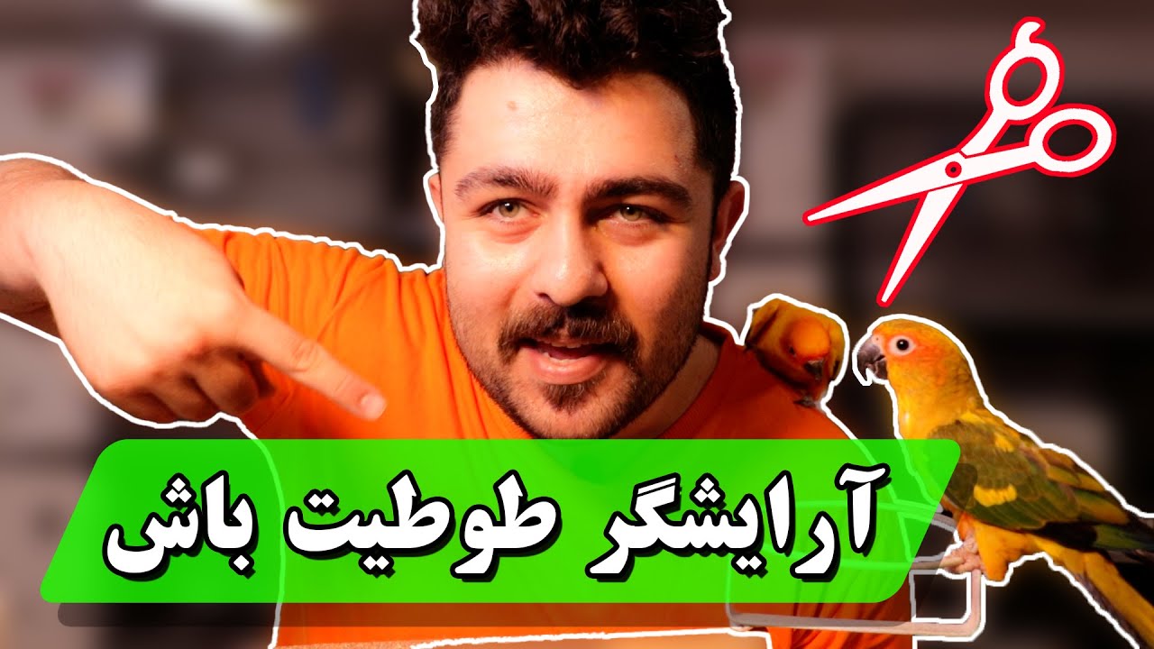 آموزش کوتاه کردن بال طوطی بدون تغییر ظاهر پرنده (محدود کردن پرواز)