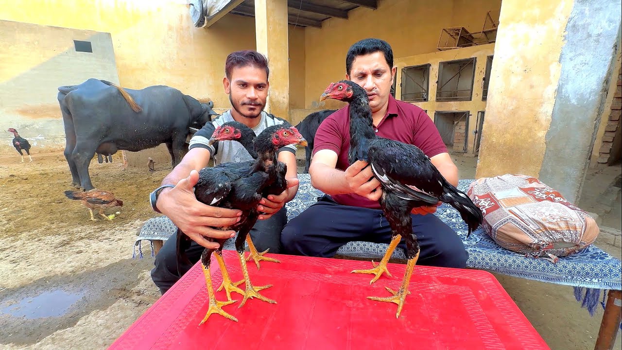 Black aseel roosters by Nadeem shah aseel