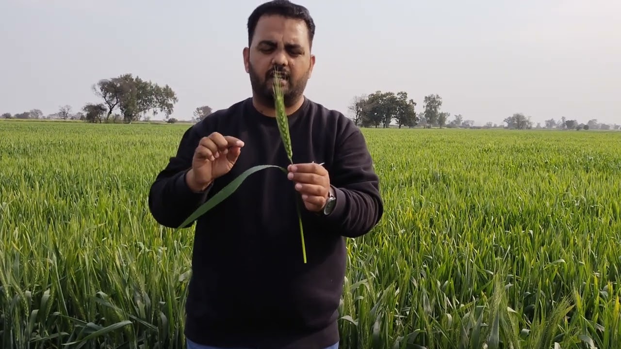 Tilt+Isabion in Wheat Crop
