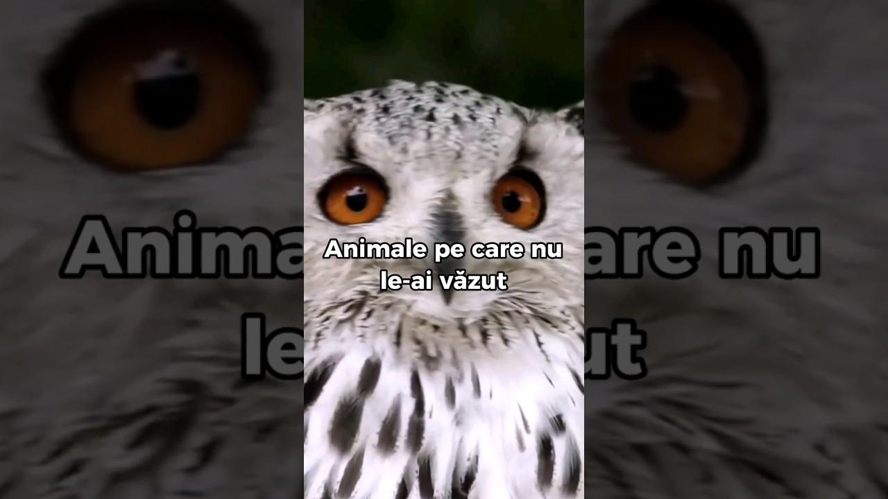 ANIMALE FARA PAR 😲