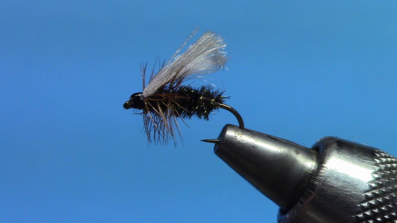 Roaring Coachman