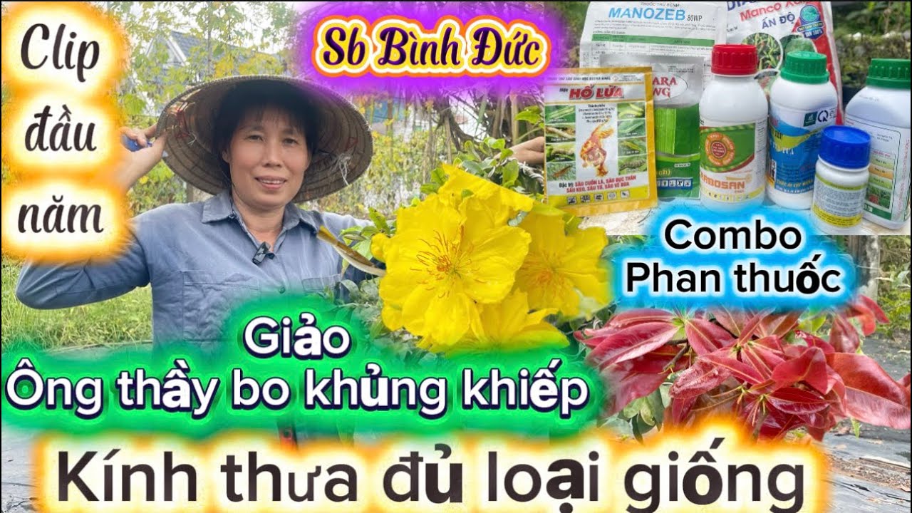 27-2-2026☎️0966.603.61👉C.Nhung🌲mai vàng    Giống  mới giá rẻ-bà chủ trùm mai giống mới củ điều có 