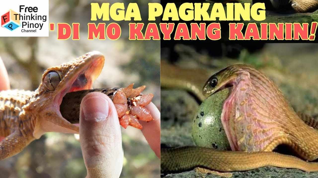 WALANG MAKAKAPIGIL sa food trip ng mga Hayop na ito | Strange Animal Diet