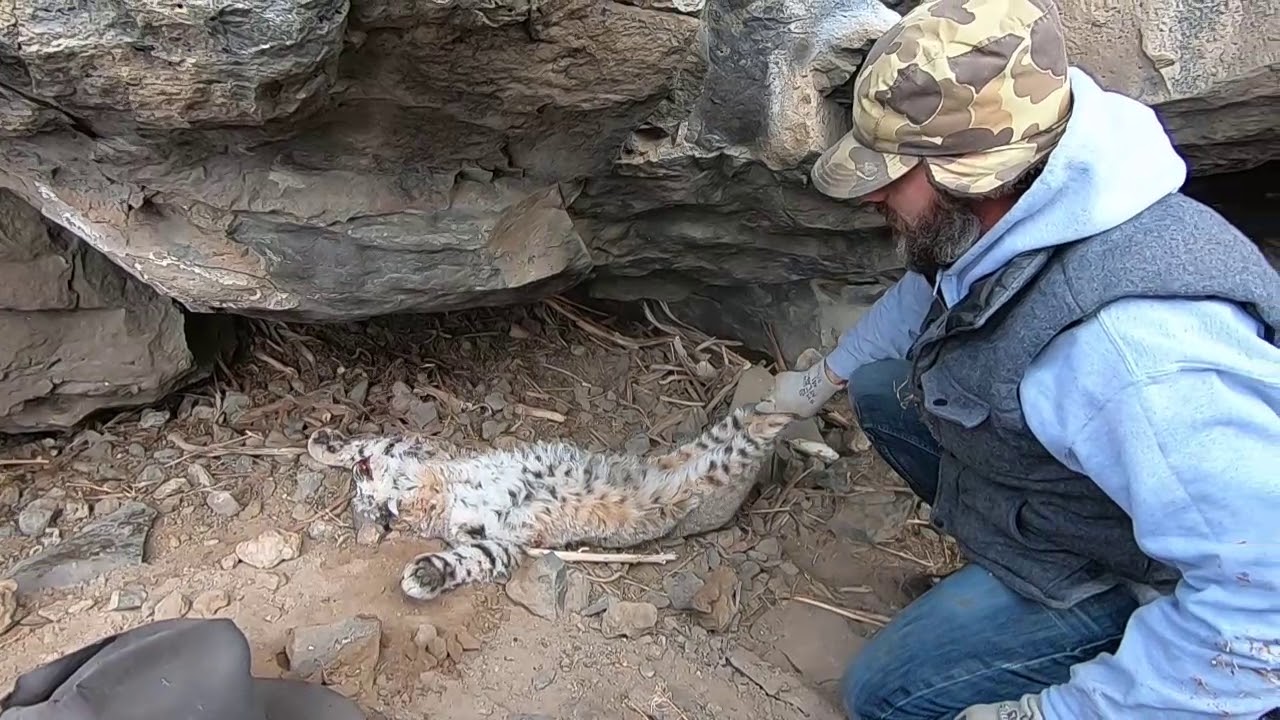 Bobcat Trapping 2