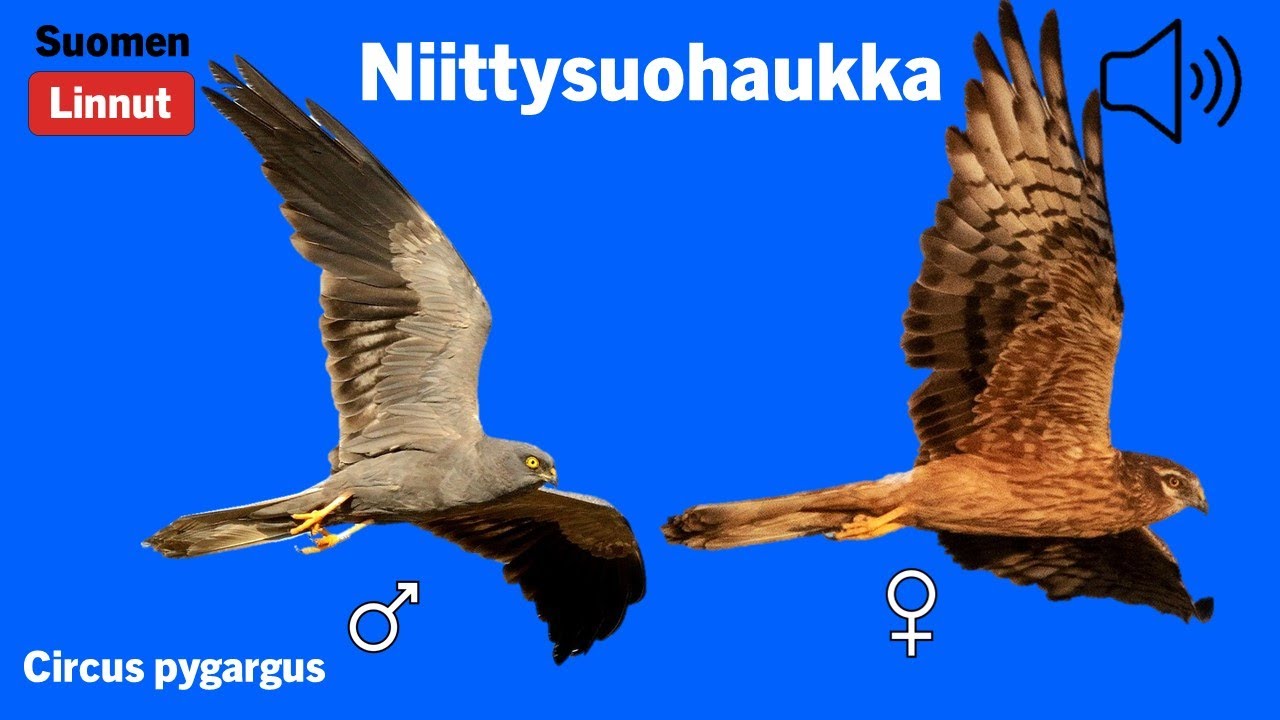 Niittysuohaukka - Circus pygargus - Montagu's Harrier - ängshök - CIRPYG