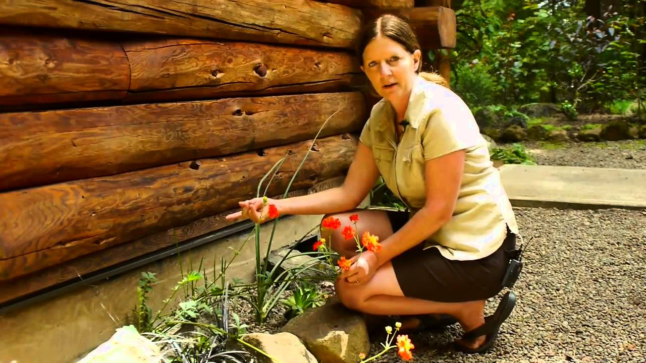 How to Plant Low Maintenance Flowers