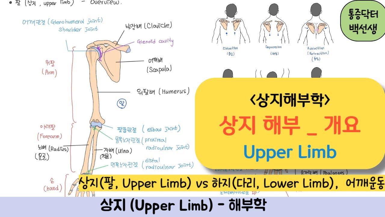 상지해부_개요 _ Upper Limb_ overview : 상지 vs 하지 /  어깨운동