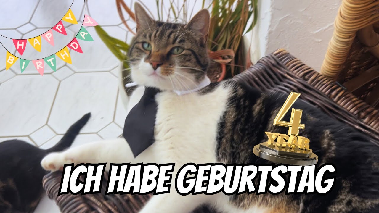 Mein Kater Wurmi hat heute Geburtstag und ist 4 Jahre alt geworden 😍🎊 Eure Geschenke 🎁