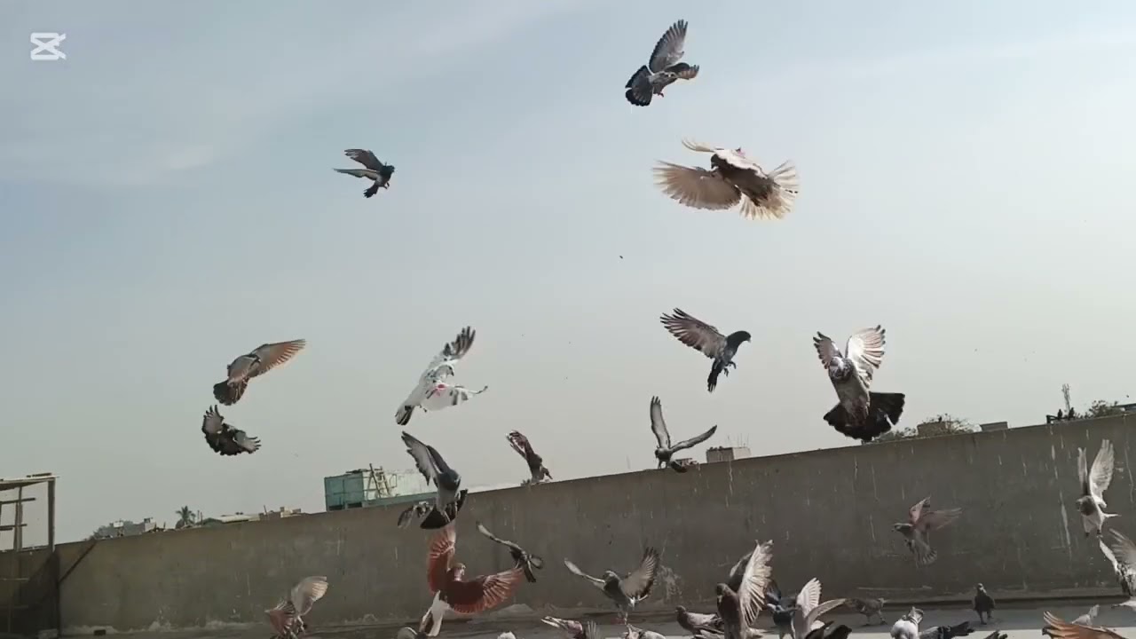 Ujjy bhai vs lala bhai 3 day kabutaro ki laraiya
