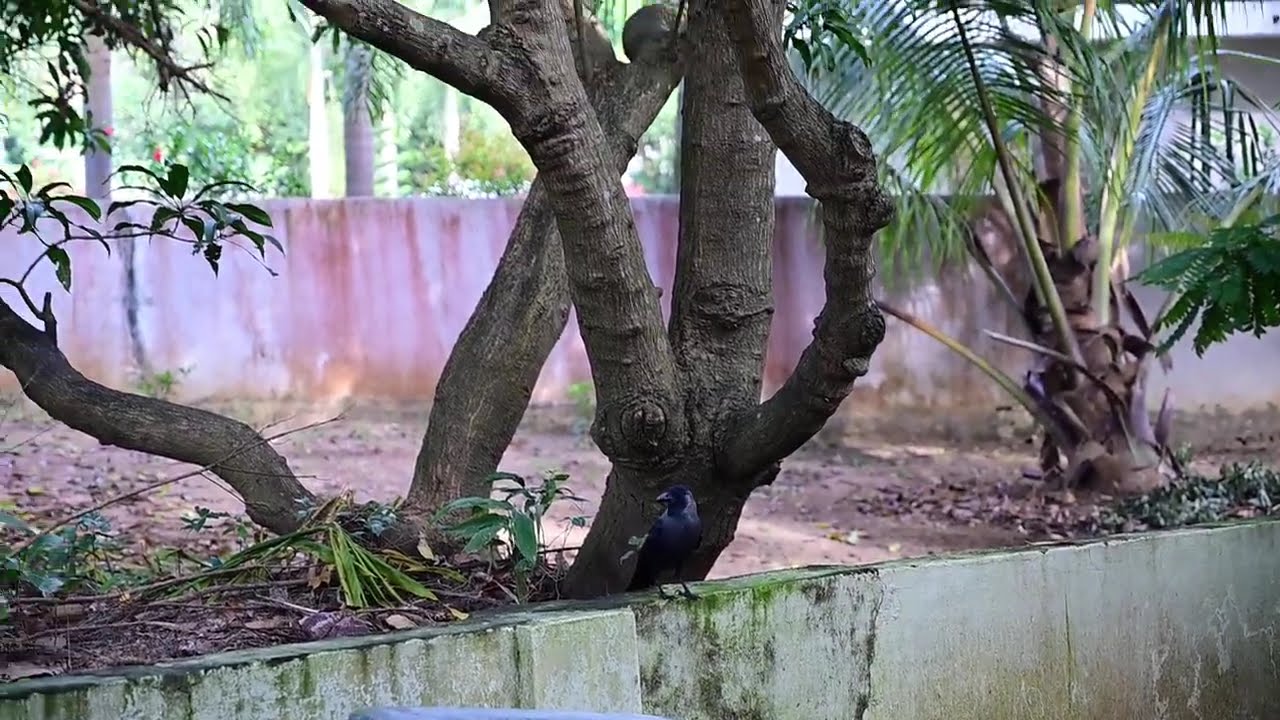Crow & Squirel