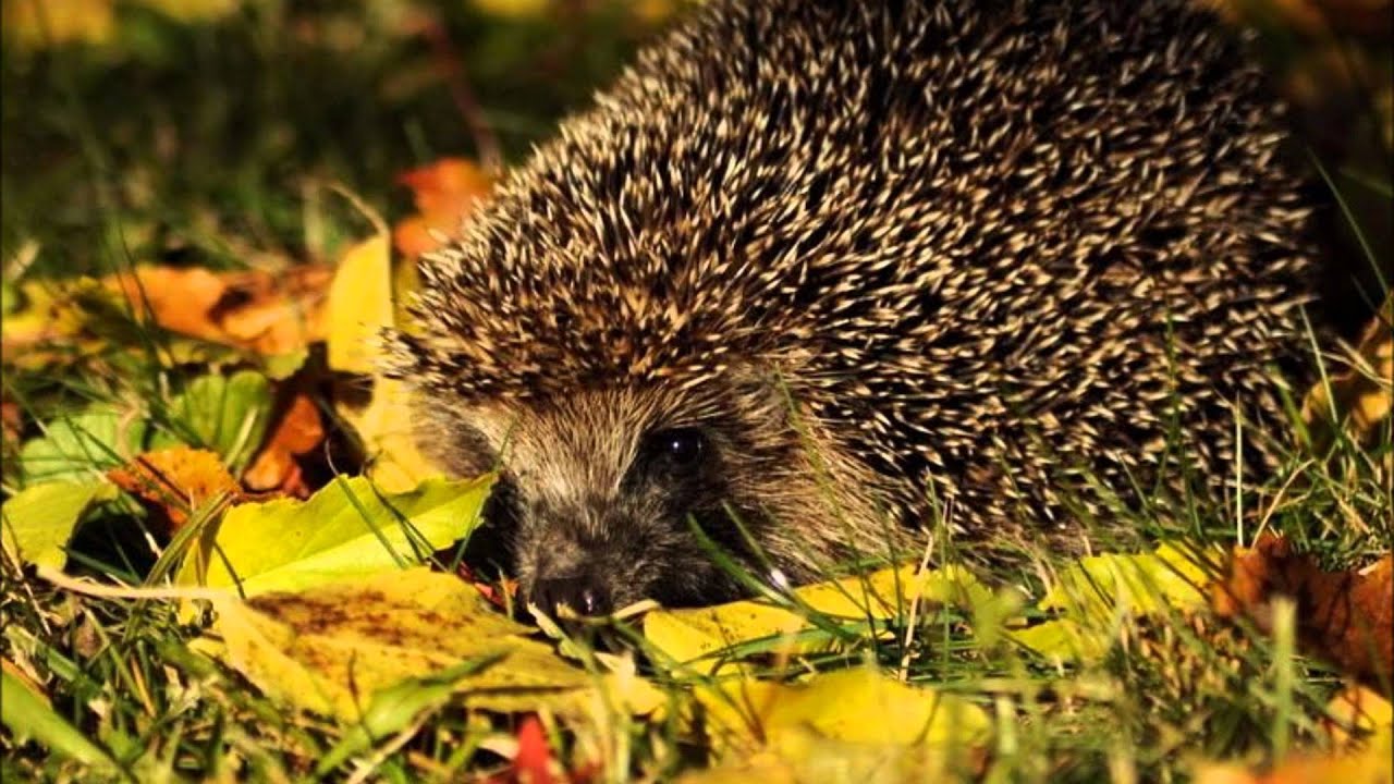 Pedro Aguiar - Sonic Canvas (Navar's Hedgehog Redo)