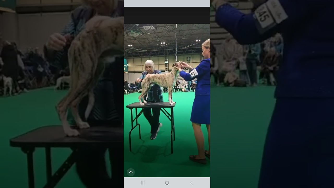 CRUFTS 2026, BOB, BPIB & BVIB
