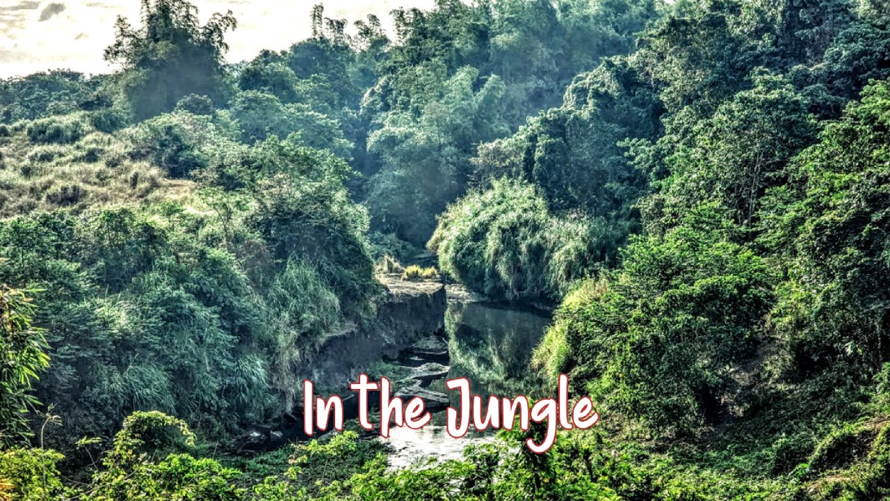 In the Jungle