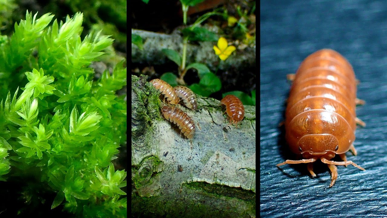 Building my BIGGEST Ecosystem yet! - Creating a Large Woodland Terrarium / Vivarium