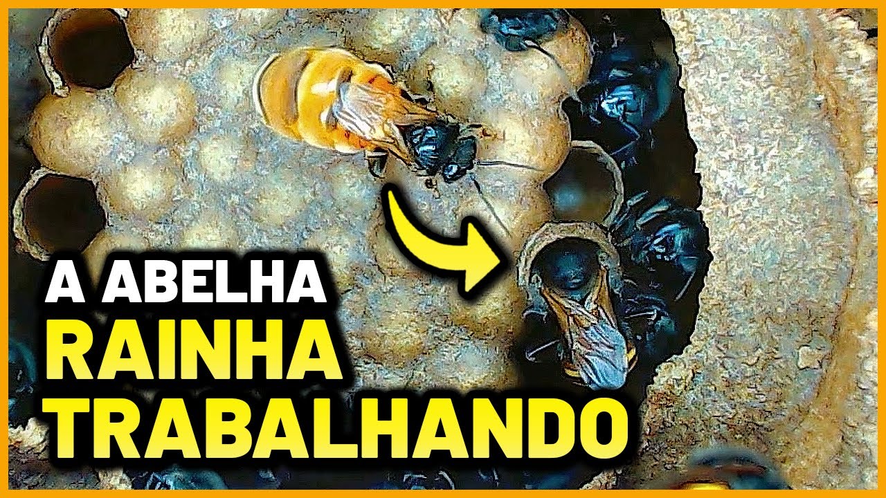 A abelha rainha Mandaçaia como você nunca viu