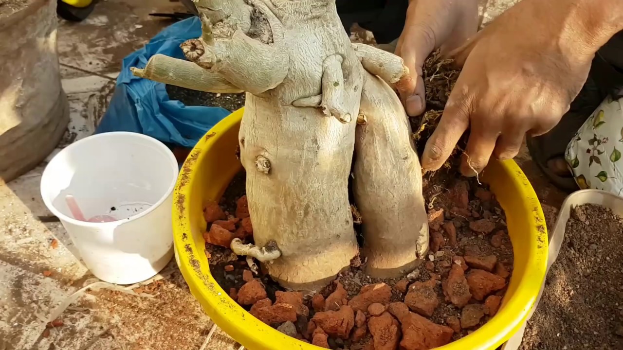एडेनियम मे root rot के रोग को कैसे कंट्रोल करे? how to cure root rot in adenium..