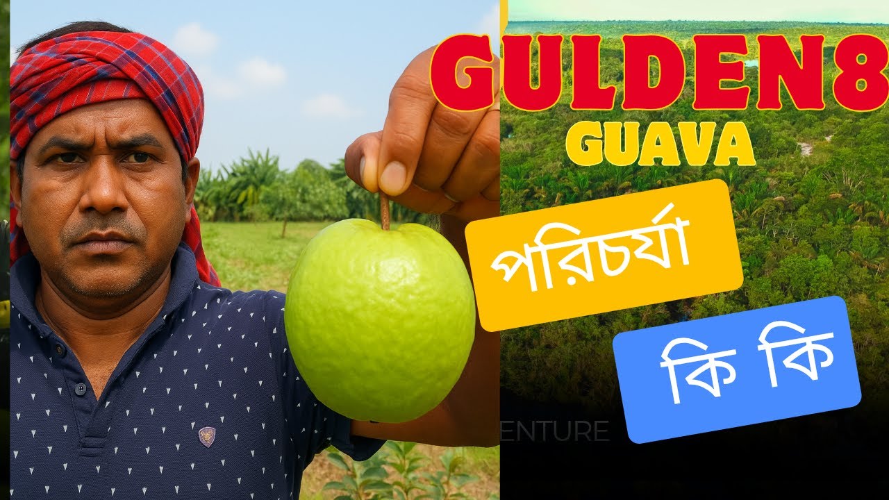 How much profit golden 8 পেয়ারা চাষ করলে লাভ কত ?