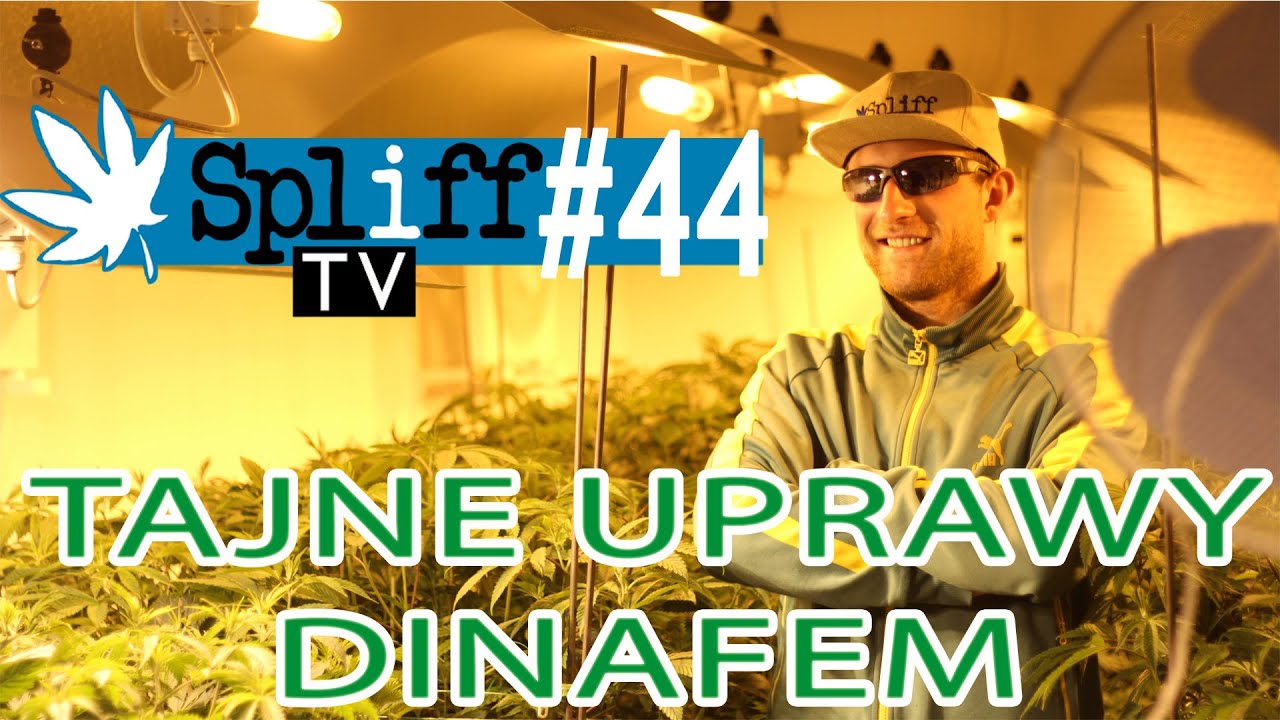 #DinaFem, Tajne uprawy  - SPLIFF TV (44)