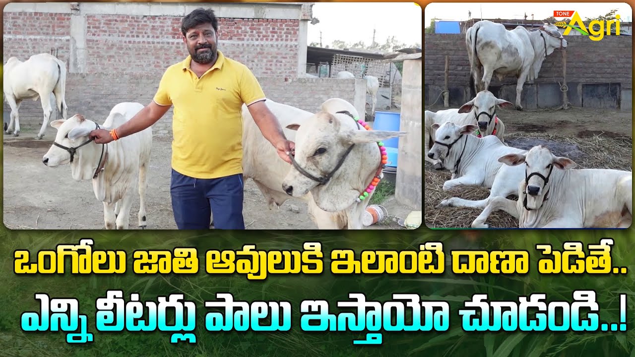 Ongole Cow | ఒంగోలు జాతి ఆవులుకి ఇలాంటి దాణా పెడితే.. ఎన్ని లీటర్లు పాలు ఇస్తాయో చూడండి... Tone Agri