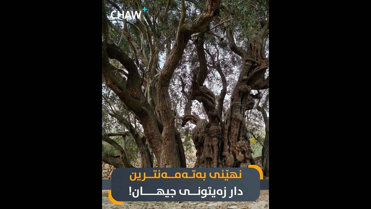 نهێنی بەتەمەنترین دار زەیتونی جیهان!