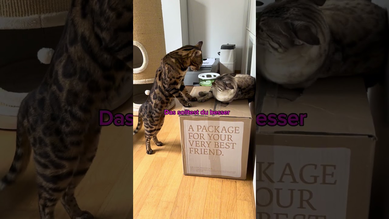 Gibt das einen Kampf? #katzenaufyoutube #katzenvideos #katze #bengalkatze #katzen #miau