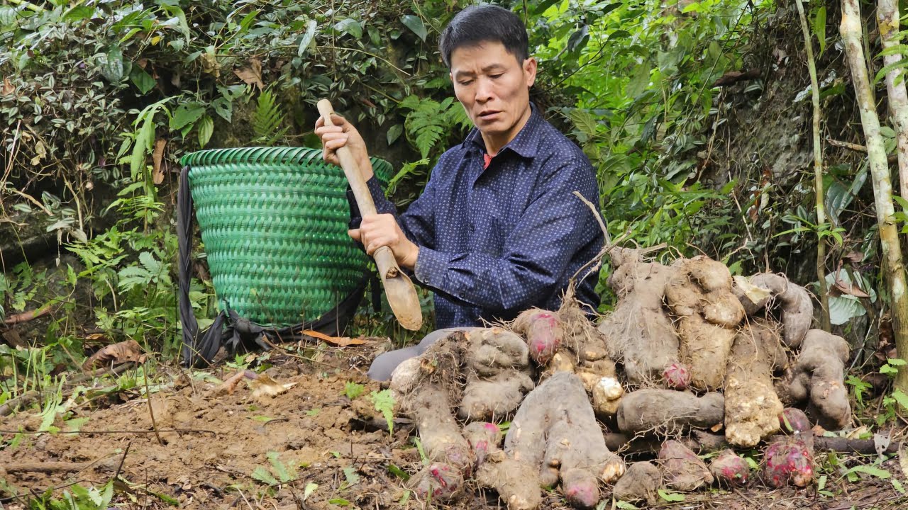 &ldquo;From Forest to Table: Cooking Wild Taro With a Secret Mountain Aroma You&rsquo;ve Never Tasted!&rdquo;