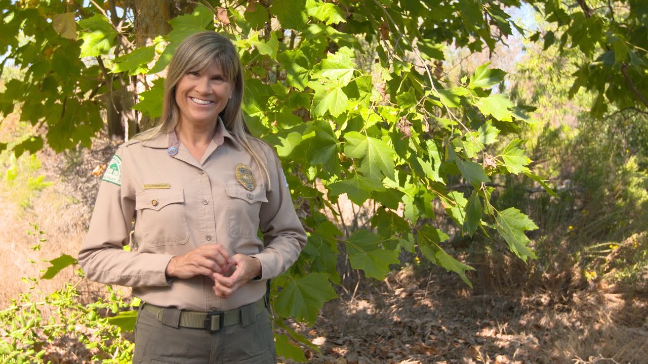 Native Trees of Mission Trails Regional Park