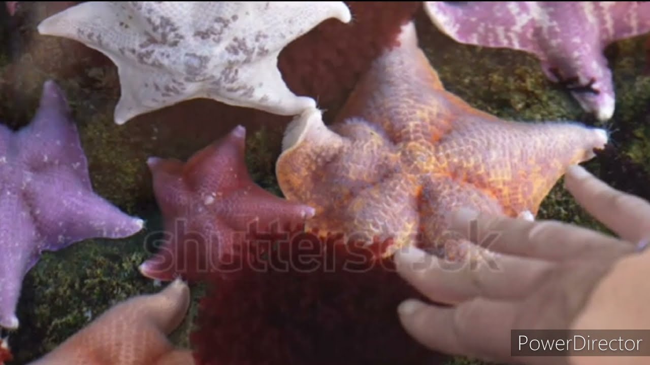 why starfish haven&rsquo;t  brain