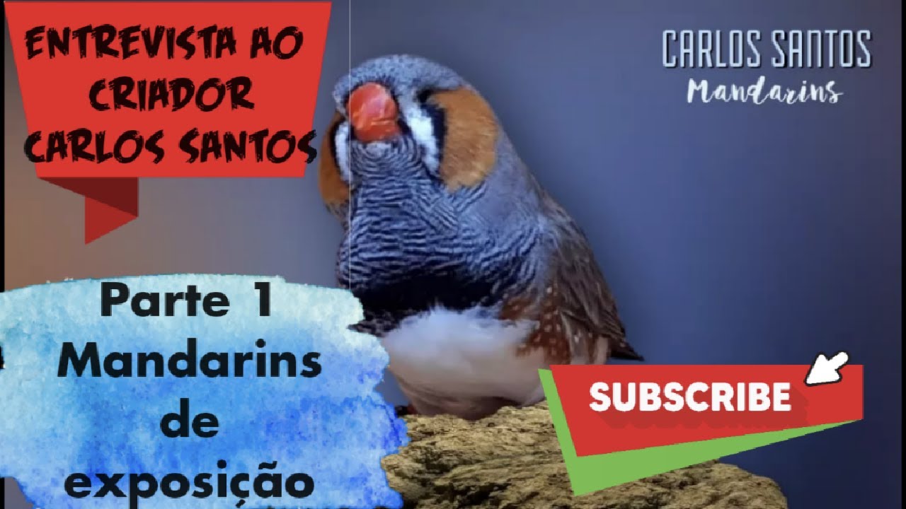 Entrevista ao criador Carlos Santos - 1º parte