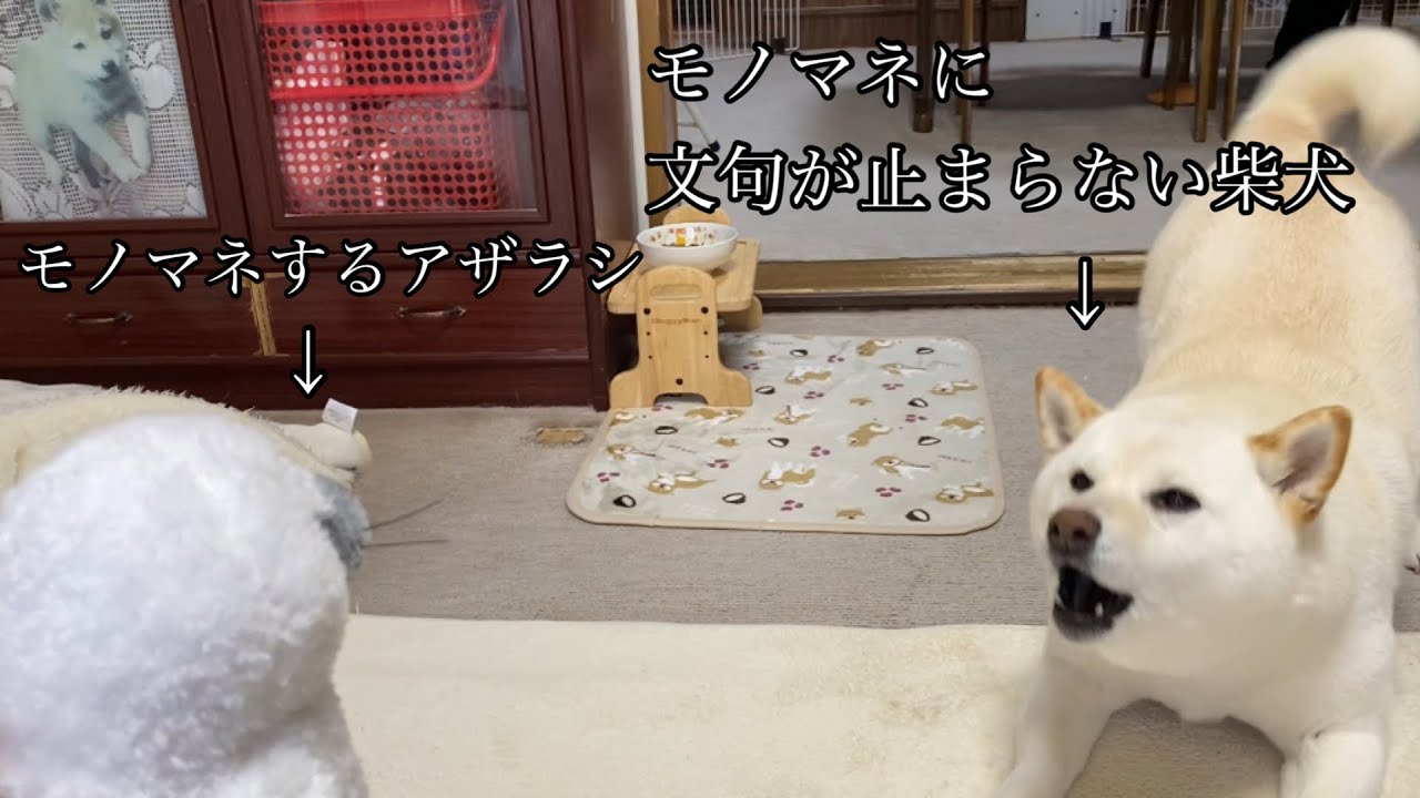 モノマネをしてくるアザラシに文句が止まらない柴犬