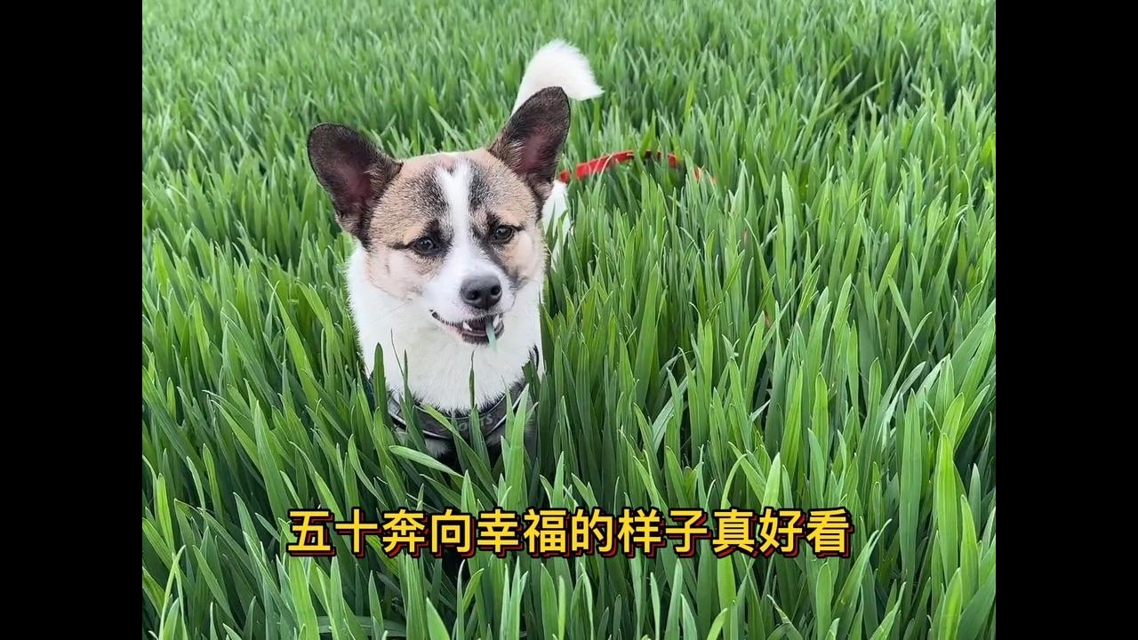 收养的第3只流浪狗生活在幸福友爱的家庭，他奔来的那一刻好开心
