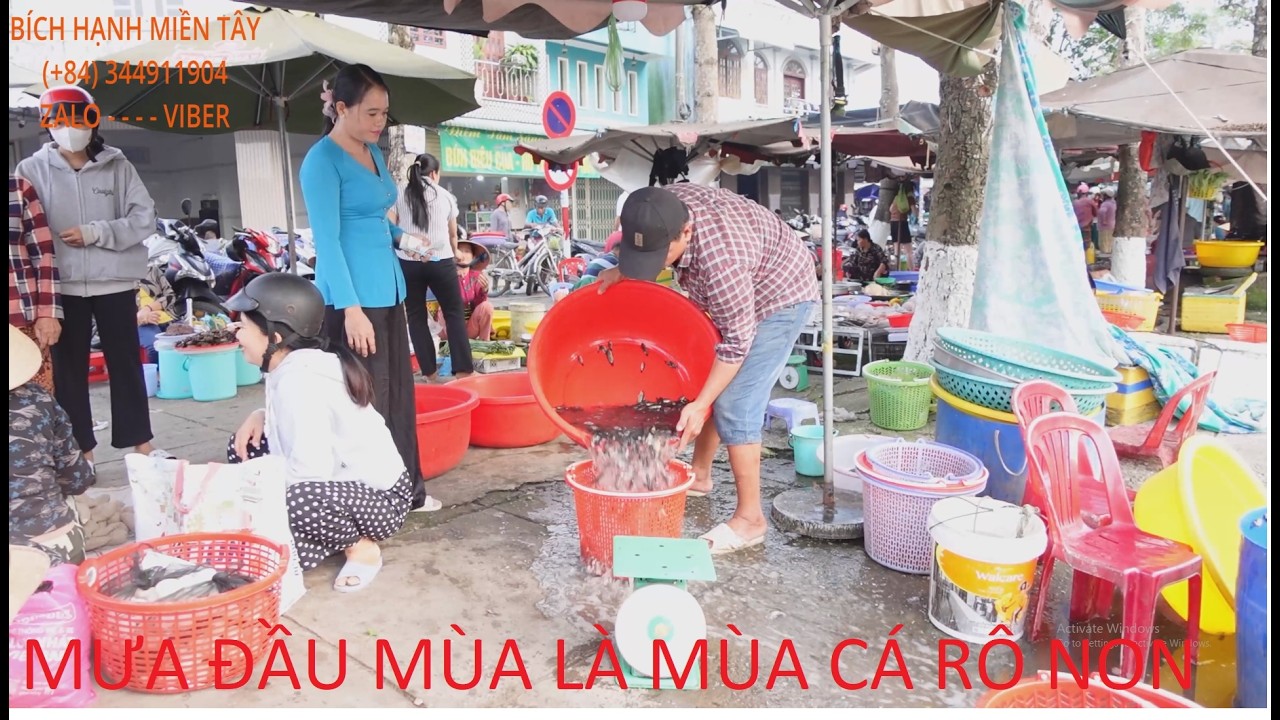 1386  CHÚ DUY NGUYỄN (Ở MỸ) THẢ CÁ NGÀY 12 THÁNG 3 NĂN 2026 - NHÂN NGÀY GIỖ CHỊ RUỘT CỦA CHÚ | BHMT
