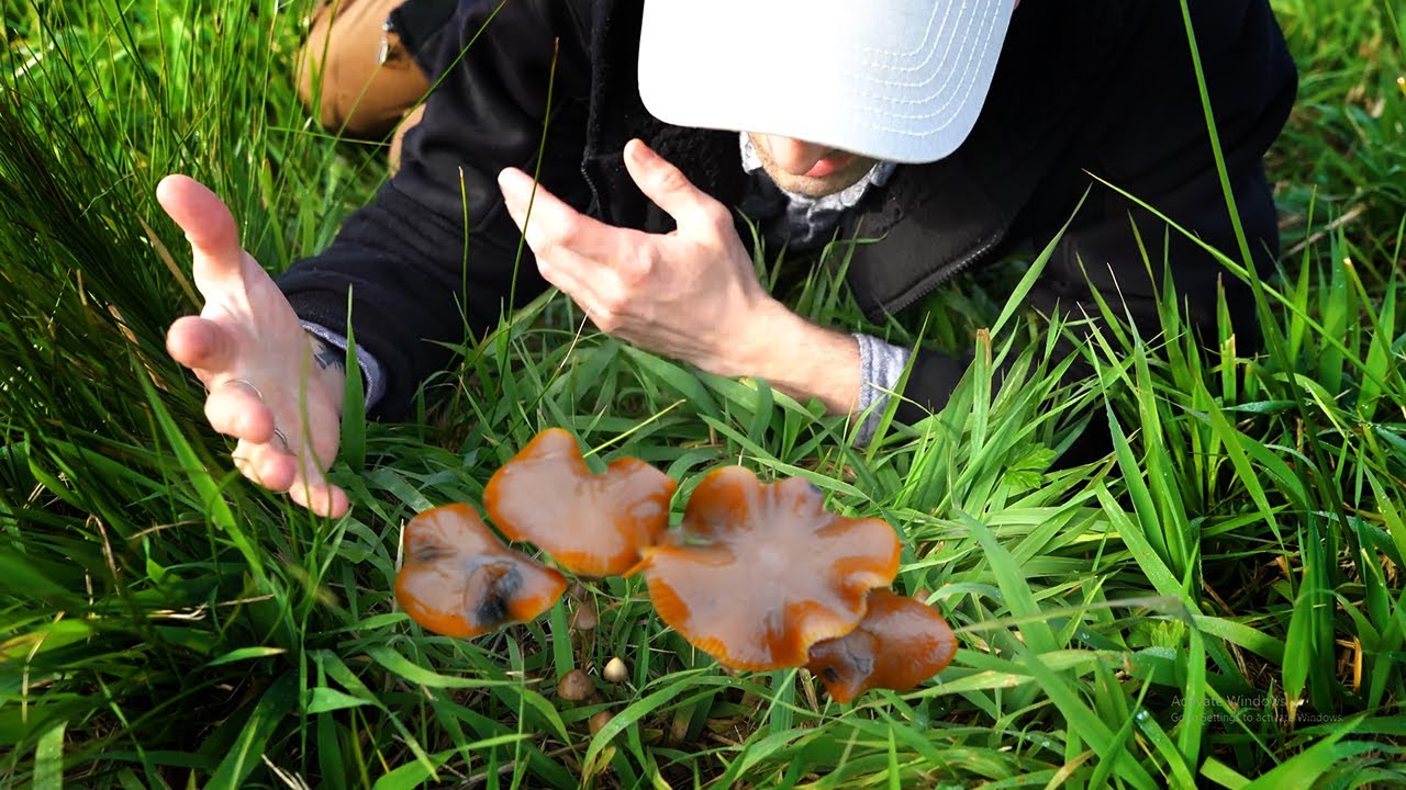 Psilocybe Mushrooms & Their Neighbors