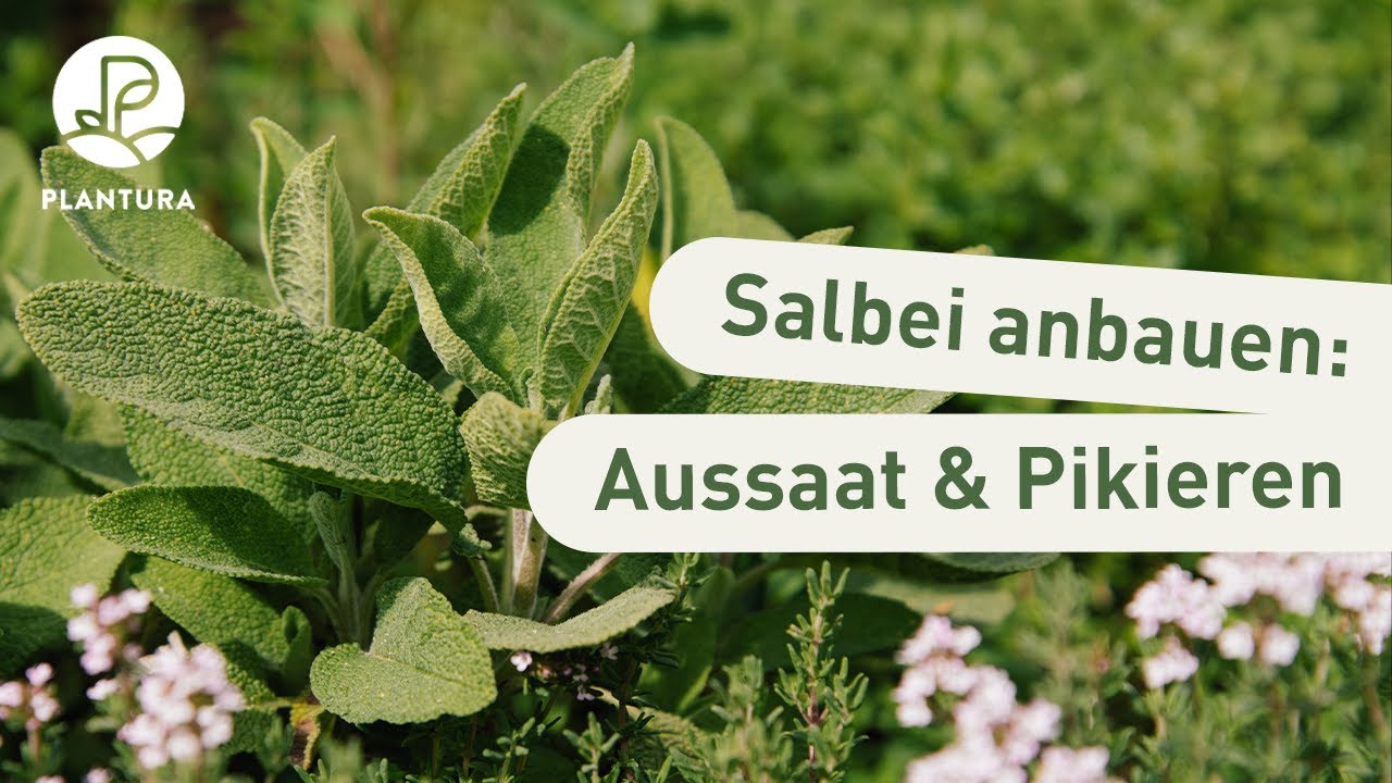 Salbei anpflanzen: Aussaat & pikieren (Anleitung)