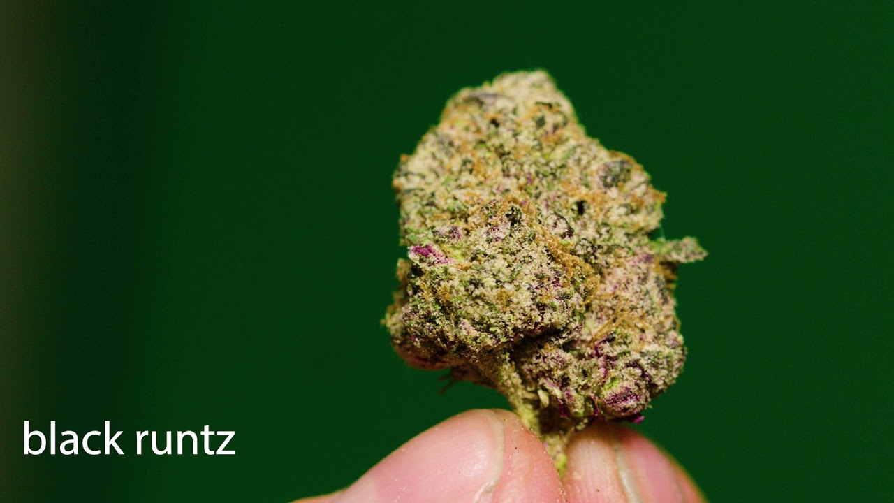 Moneybagg Runtz & Black Runtz Close Up View Macro