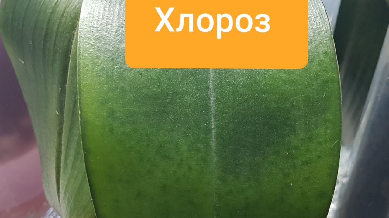 Это ИЗЛЕЧИМО! ПЯТНИСТОСТЬ листьев у орхидей. ЖЕЛТЕЮТ,МЕНЯЮТ окрас листья орхидей. ХЛОРОЗ победим!