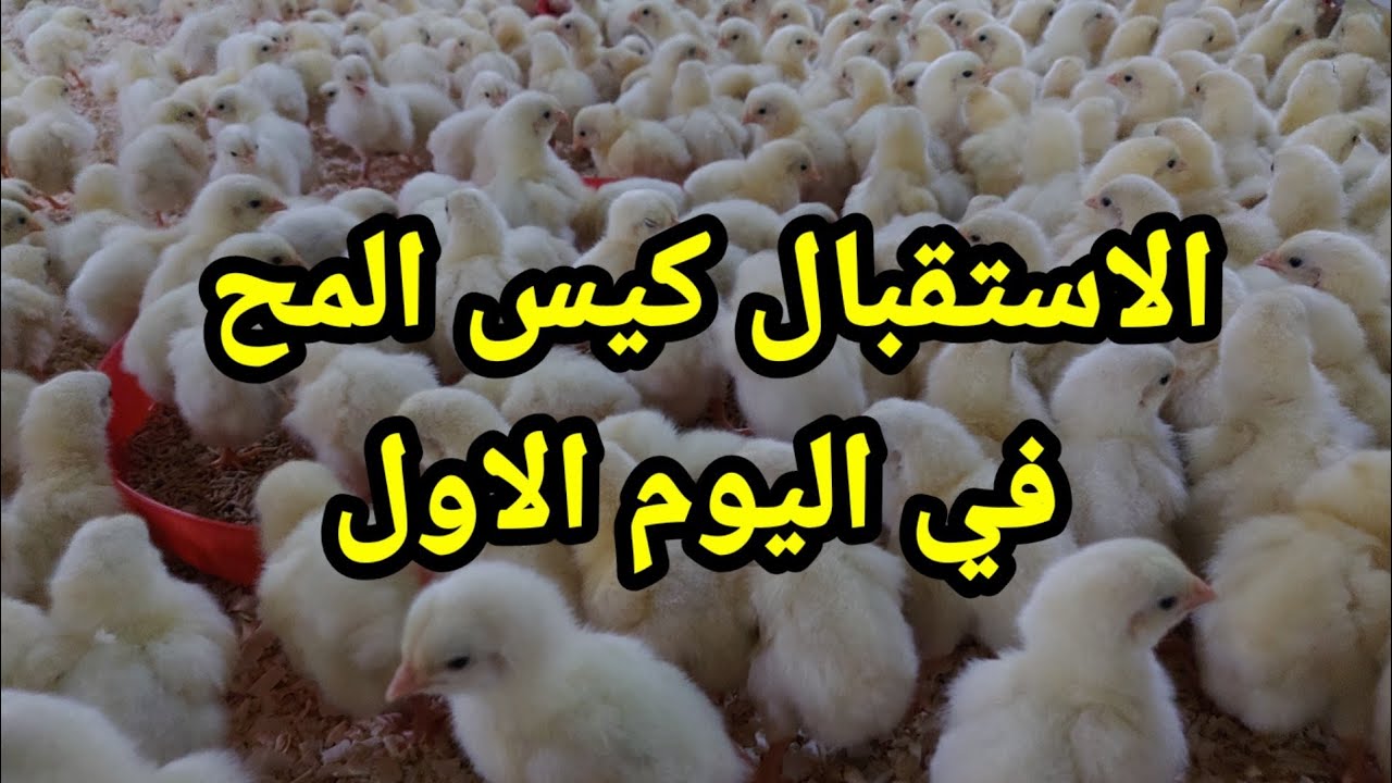 استقبال الكتاكيت عمريوم  في الصيف بطريقه صحيحه اعداد كبيره